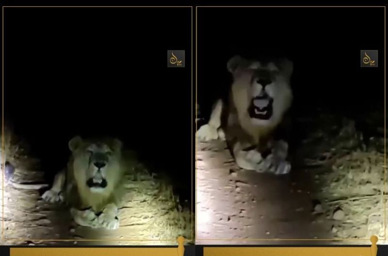 حقيقة أسد الراشدية ..فيديو قديم من 2020 ومصور في الهند